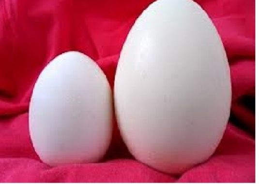 Bán trứng ngỗng quê